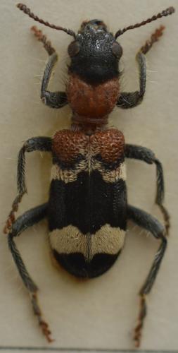 Réf. 274 800 : Thanasimus formicarius